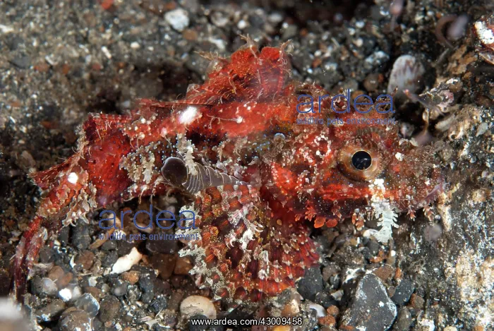 : Tassled Scorpionfish with parasitic Copepod on black : Tassled Scorpionfish with parasitic Copepod on black