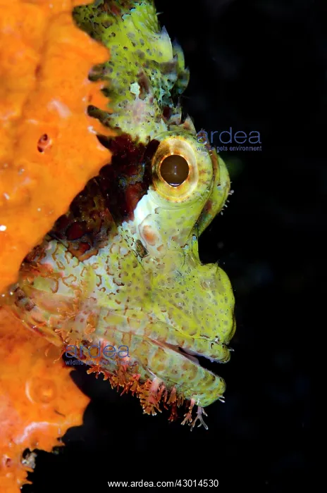 : Tassled Scorpionfish profile on orange sponge : Tassled Scorpionfish profile on orange sponge