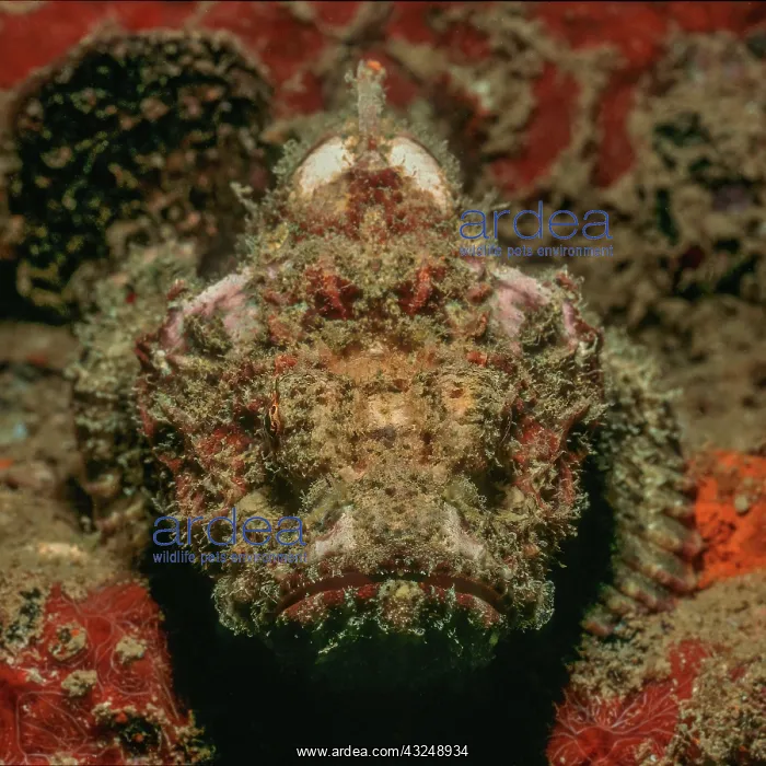 : Tassled scorpionfish (Scorpaenopsis barbata) lies : Tassled scorpionfish (Scorpaenopsis barbata) lies
