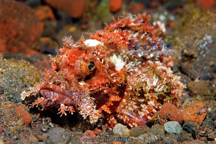 : Tassled Scorpionfish ( Scorpaenopsis oxycephala) : Tassled Scorpionfish ( Scorpaenopsis oxycephala)