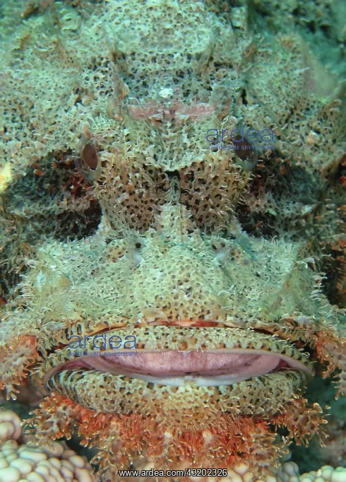 : Tassled Scorpionfish (Scorpaenopsis oxycephala) : Tassled Scorpionfish (Scorpaenopsis oxycephala)