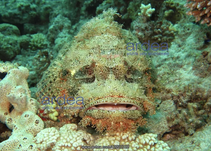 : Tassled Scorpionfish (Scorpaenopsis oxycephala) : Tassled Scorpionfish (Scorpaenopsis oxycephala)