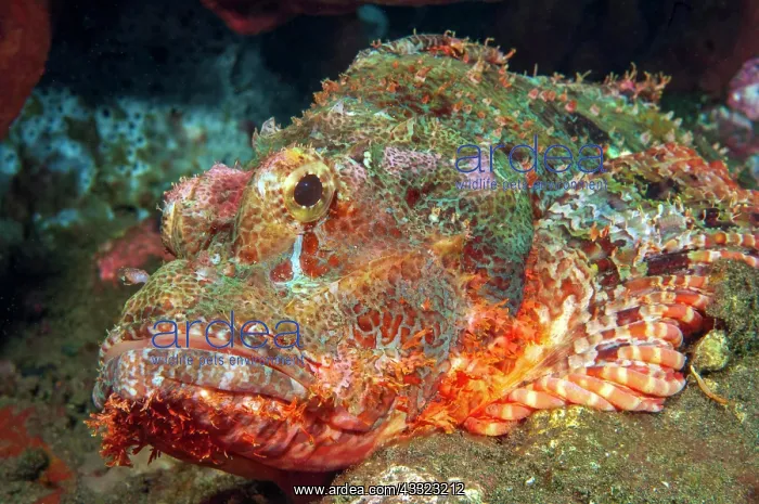 : Tassled scorpionfish (Scorpaenopsis oxycephala) : Tassled scorpionfish (Scorpaenopsis oxycephala)