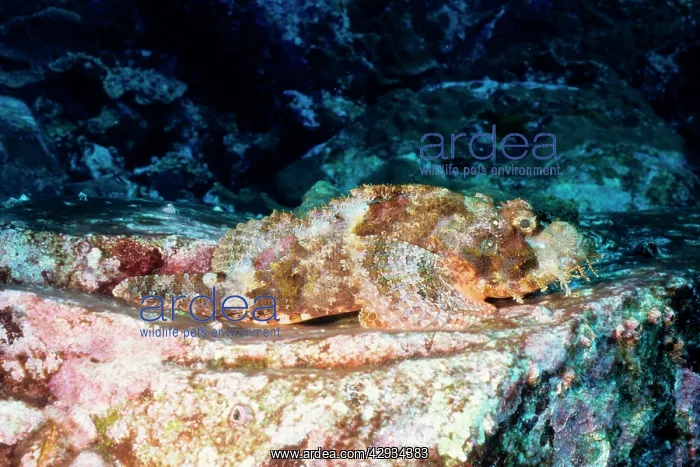 : Tassled or Smallscale scorpionfish. Has venomous spines : Tassled or Smallscale scorpionfish. Has venomous spines