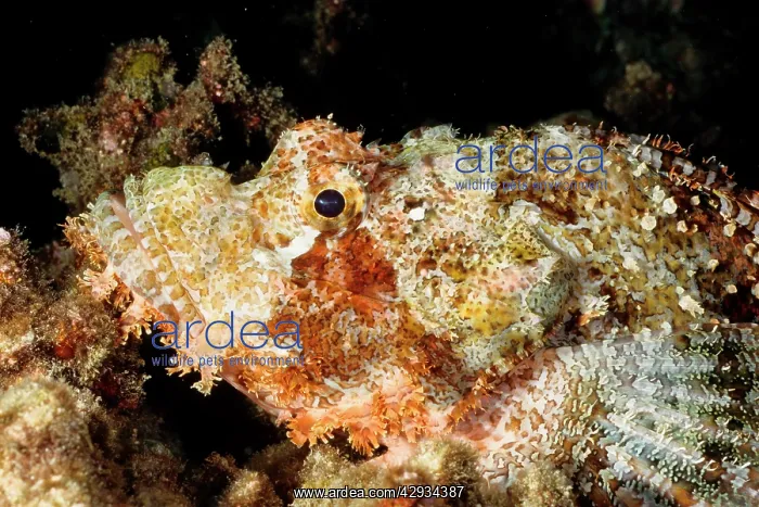  : Tassled or Smallscale scorpionfish. Has venomous spines