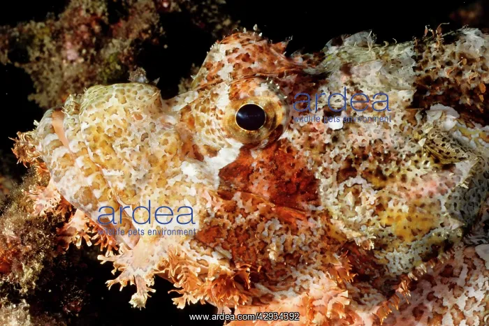 : Tassled or Smallscale scorpionfish. Has venomous spines : Tassled or Smallscale scorpionfish. Has venomous spines