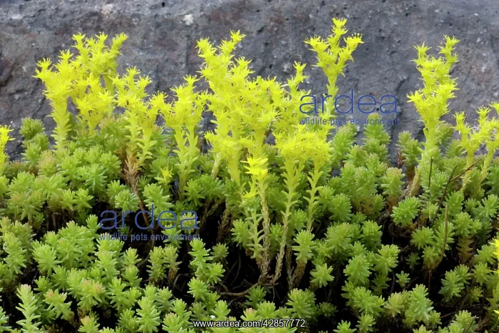 : Tasteless stonecrop : Tasteless stonecrop