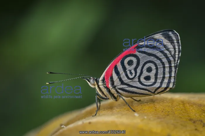 : Tatama National Park, Risaralda, Colombia : Tatama National Park, Risaralda, Colombia