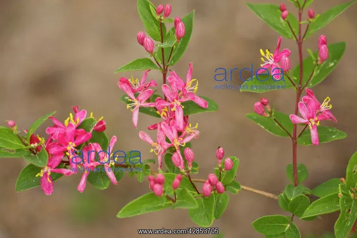 : Tatarian Honeysuckle - native to eastern Russia : Tatarian Honeysuckle - native to eastern Russia