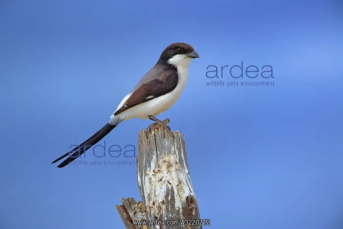: Tatia Fiscal, Lanius dorsalis, Tarangire : Tatia Fiscal, Lanius dorsalis, Tarangire