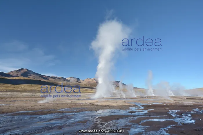 : Tatio Geysers, Puna de Atacama, near San Pedro de : Tatio Geysers, Puna de Atacama, near San Pedro de