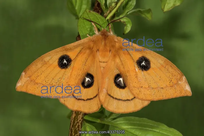 : Tau emperor (Aglia tau), female hanging on a branch : Tau emperor (Aglia tau), female hanging on a branch