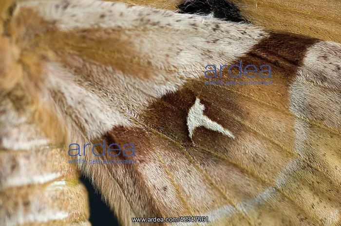 : Tau emperor - Close-up of Wings of female : Tau emperor - Close-up of Wings of female