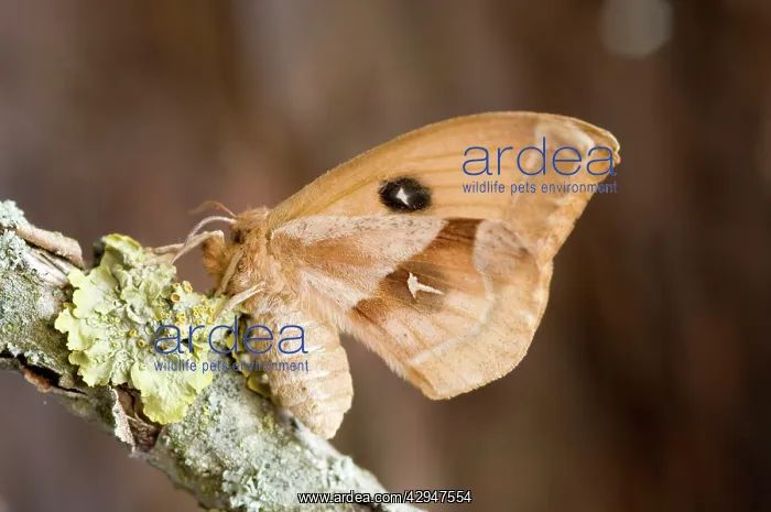 : Tau emperor Moth - female : Tau emperor Moth - female