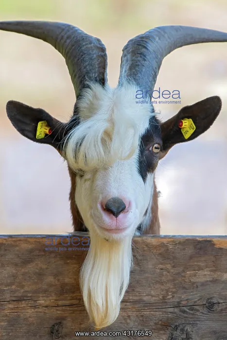 : Tauernschecken domestic goat, Eggen-Hof, Vomp, Tyrol : Tauernschecken domestic goat, Eggen-Hof, Vomp, Tyrol