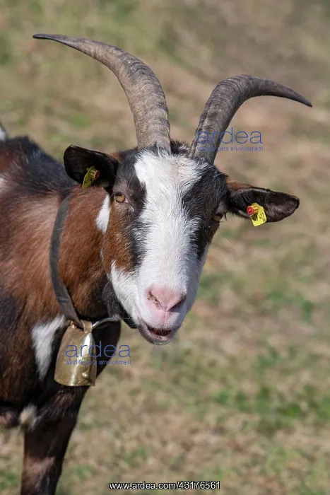 : Tauernschecken domestic goat, Eggen-Hof, Vomp, Tyrol : Tauernschecken domestic goat, Eggen-Hof, Vomp, Tyrol