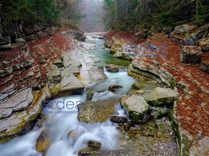 : Taugl mountain creek, nature reserve Tauglgries : Taugl mountain creek, nature reserve Tauglgries