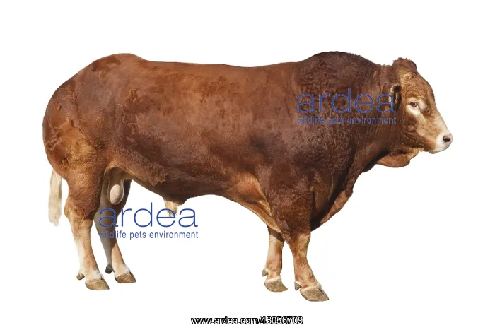 : Un Taureau limousin : Un Taureau limousin