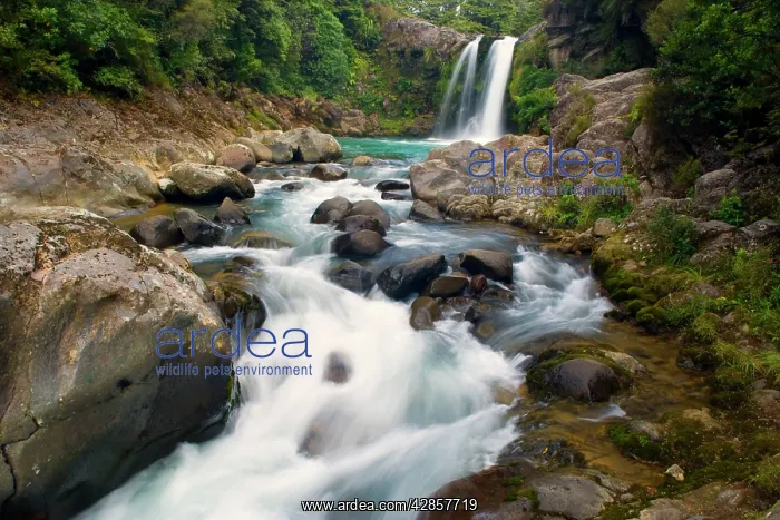 : Tawhai Falls - waters drop down Tawhai Falls into : Tawhai Falls - waters drop down Tawhai Falls into