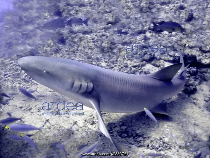  : Tawney (Tawny) Nurse  /  Sleeper Shark