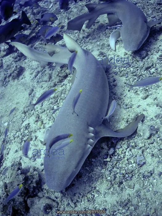  : Tawney (Tawny) Nurse  /  Sleeper Shark