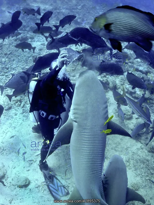 : Tawney (Tawny) Nurse / Sleeper Shark - diver hand : Tawney (Tawny) Nurse / Sleeper Shark - diver hand