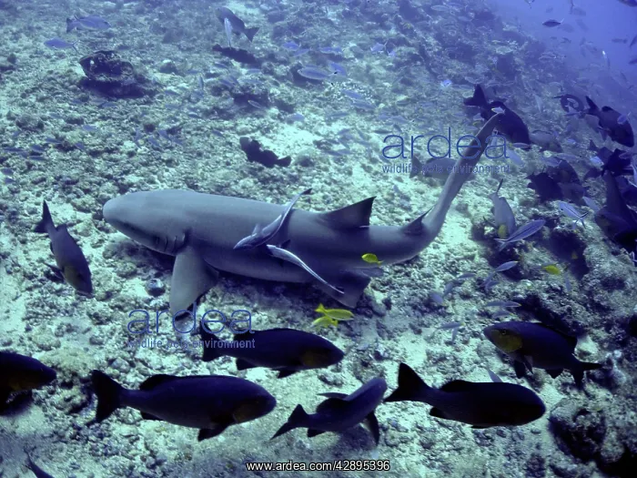 : Tawney (Tawny) Nurse / Sleeper Shark - Ground feeding : Tawney (Tawny) Nurse / Sleeper Shark - Ground feeding