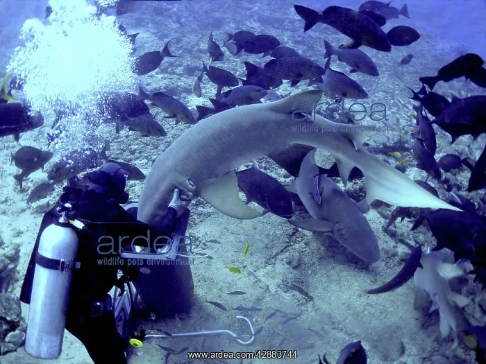 : Tawney (Tawny) Nurse / Sleeper Sharks - Diver stopping : Tawney (Tawny) Nurse / Sleeper Sharks - Diver stopping