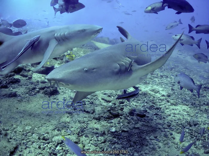  : Tawney (Tawny) Nurse  /  Sleeper Sharks - Harmless