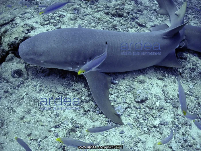 : Tawney (Tawny) Nurse / Sleeper Sharks - Harmless : Tawney (Tawny) Nurse / Sleeper Sharks - Harmless