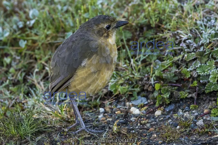 : Tawny Antpitta (Grallaria quitensis) Los Nevados : Tawny Antpitta (Grallaria quitensis) Los Nevados