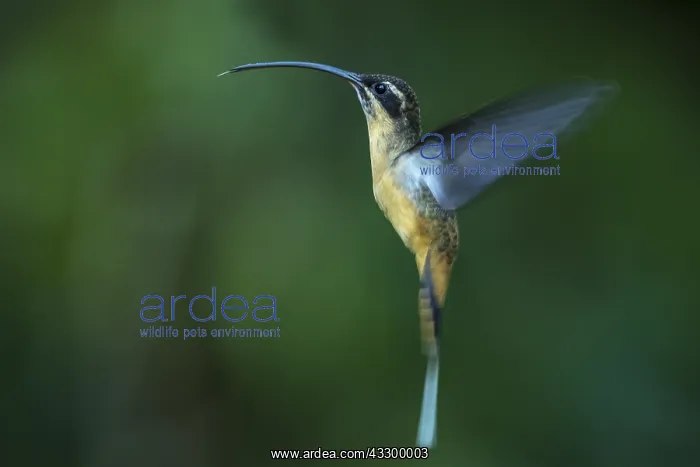 : Tawny-bellied Hermit (Phaethornis syrmatophorus) : Tawny-bellied Hermit (Phaethornis syrmatophorus)