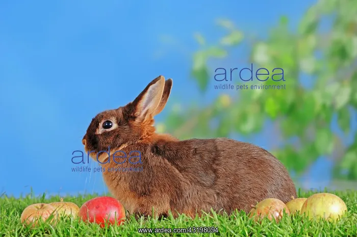 : Tawny Brown Dwarf Rabbit (Oryctolagus cuniculus : Tawny Brown Dwarf Rabbit (Oryctolagus cuniculus