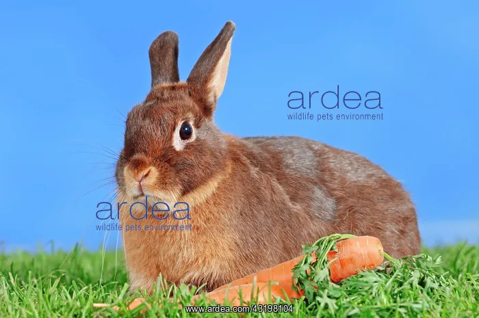 : Tawny Brown Dwarf Rabbit (Oryctolagus cuniculus : Tawny Brown Dwarf Rabbit (Oryctolagus cuniculus