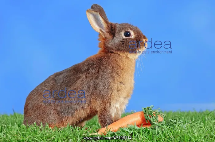 : Tawny Brown Dwarf Rabbit (Oryctolagus cuniculus : Tawny Brown Dwarf Rabbit (Oryctolagus cuniculus