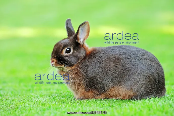 : Tawny Brown Dwarf Rabbit (Oryctolagus cuniculus : Tawny Brown Dwarf Rabbit (Oryctolagus cuniculus