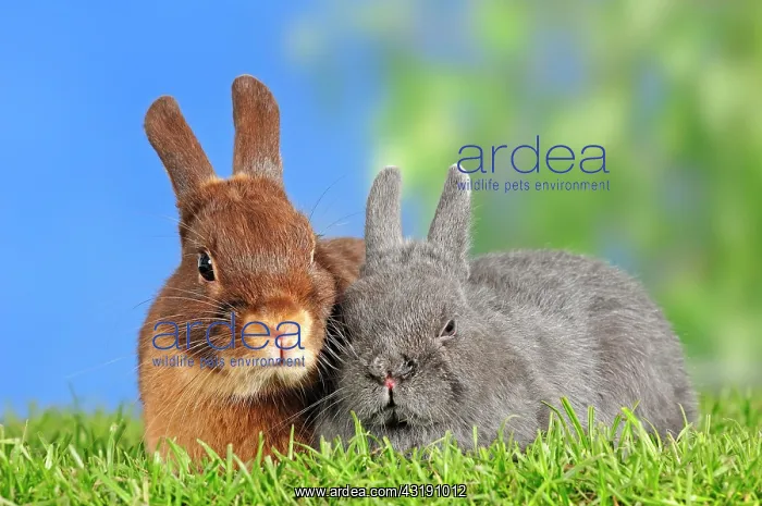 : Tawny Brown and Fee de Marbourg Dwarf Rabbits (Oryctolagus : Tawny Brown and Fee de Marbourg Dwarf Rabbits (Oryctolagus