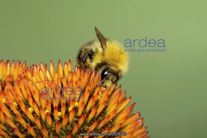 : Tawny Bumblebee - feeding on Echinacea flower : Tawny Bumblebee - feeding on Echinacea flower