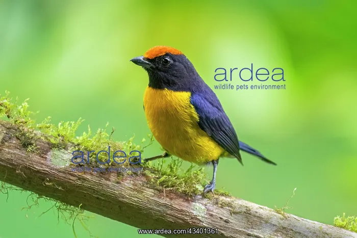 : Tawny-capped Euphonia, Euphonia anneae. The tawny-capped : Tawny-capped Euphonia, Euphonia anneae. The tawny-capped