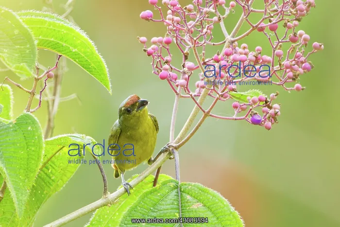 : Tawny-capped Euphonia (female) : Tawny-capped Euphonia (female)