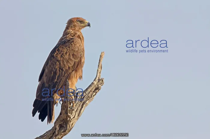  : Tawny Eagle