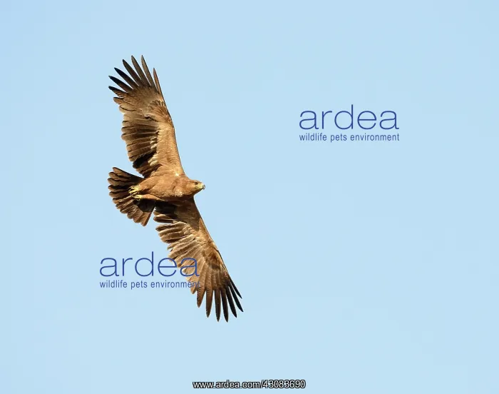 : Tawny Eagle : Tawny Eagle