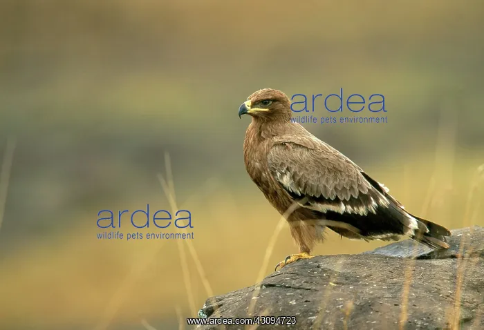 : Tawny Eagle : Tawny Eagle
