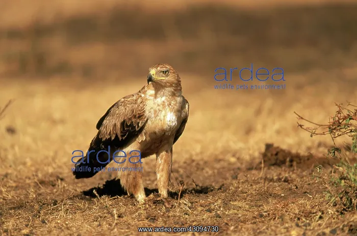 : Tawny Eagle : Tawny Eagle