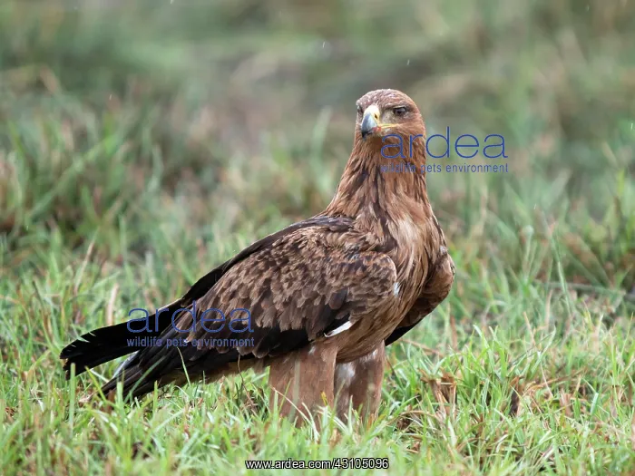 : Tawny Eagle : Tawny Eagle