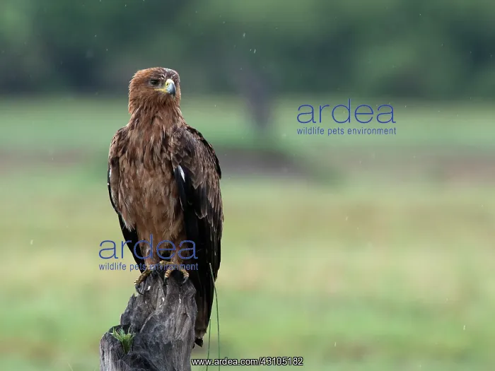 : Tawny Eagle : Tawny Eagle