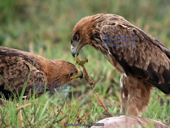 : Tawny Eagle : Tawny Eagle