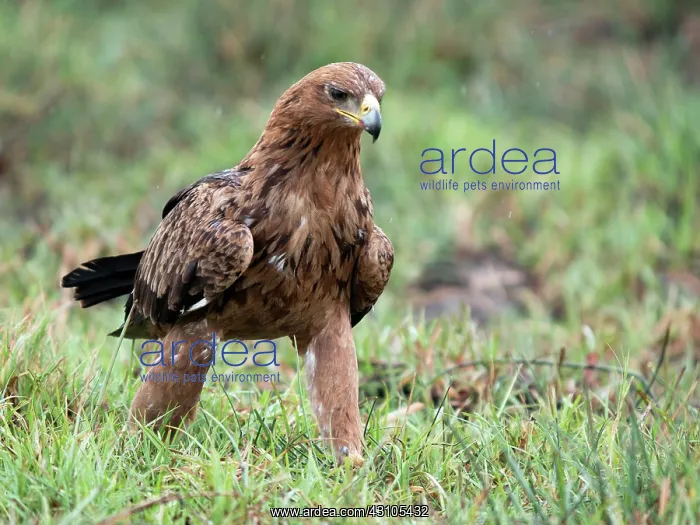 : Tawny Eagle : Tawny Eagle