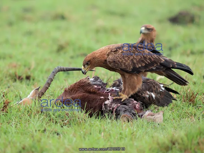 : Tawny Eagle : Tawny Eagle