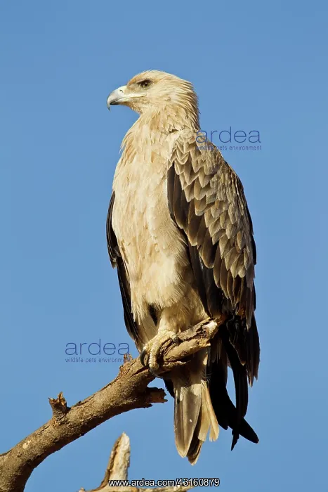 : Tawny Eagle : Tawny Eagle